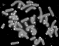 Telomere Caps