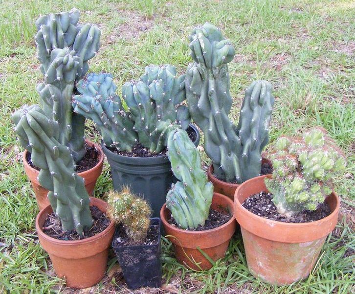 File:044cperuvianus-monstrose.JPG