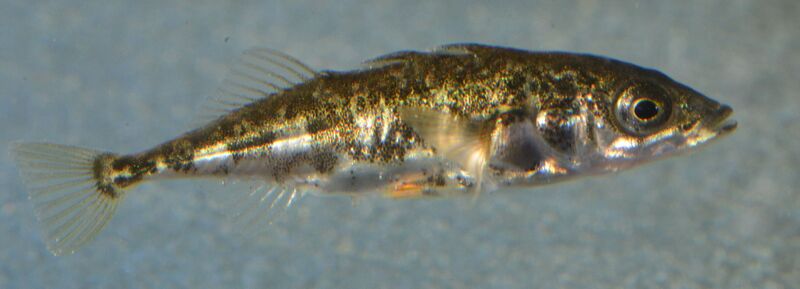 File:3-spined stickleback.jpg