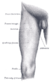 Muscles of the gluteal and posterior femoral regions