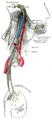 Gray's Anatomy Plate 793