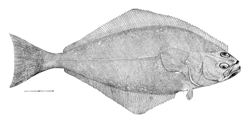 File:Hippoglossus hippoglossus.jpg