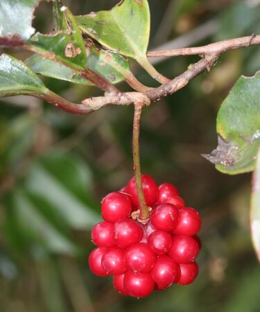 File:Kadsura japonica (fruits).JPG