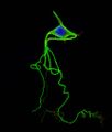 Neuron illustration