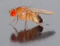 Drosophila melanogaster - side (aka)