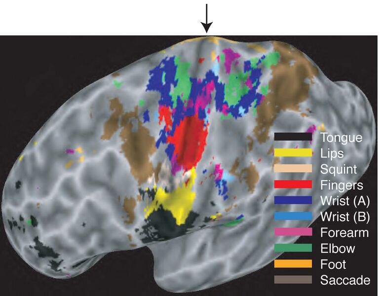 File:Human motor map.jpg
