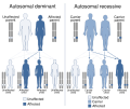 Autosomal dominant and recessive inheritance