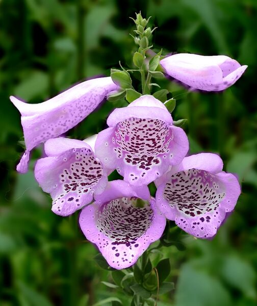 File:Foxglove - Digitalis purpurea.jpg