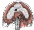 Gray's Anatomy illustration of the median arcuate ligament