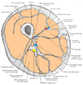 Muscles of the thigh