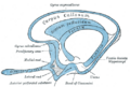 Subcallosal area