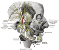 Zygomaticofacial nerve - Image 2