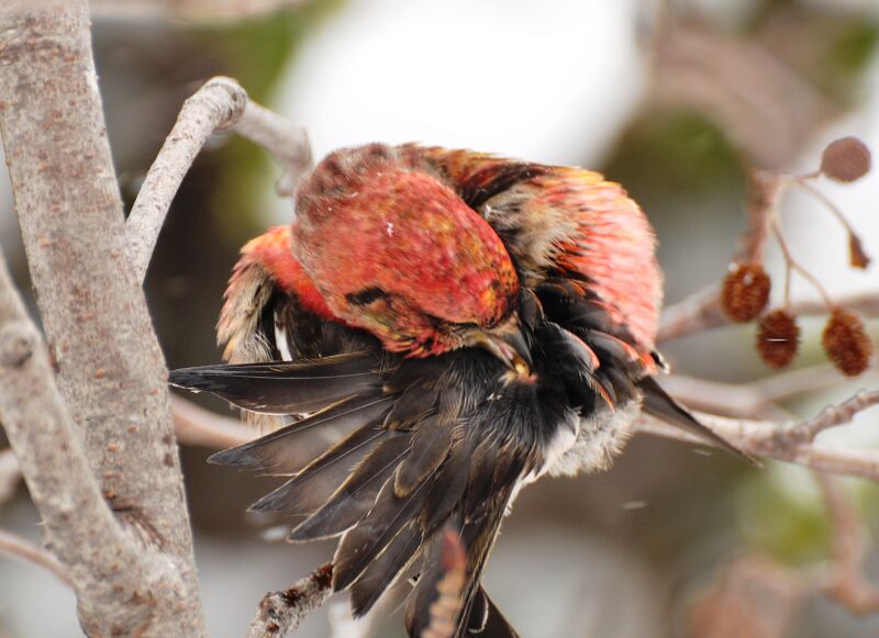 File:White-winged Crossbill Uropygial.JPG