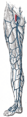 Dorsal venous arch of the foot