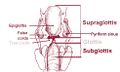 Illustration of the larynx