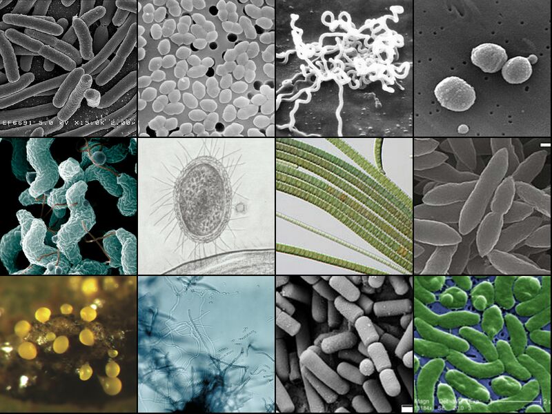 File:Bacteria collage.jpg