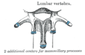 FIG. 106– Lumbar vertebra. (Picture From the Classic Gray's Anatomy)