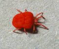Thumbnail for version as of 22:27, 8 June 2026