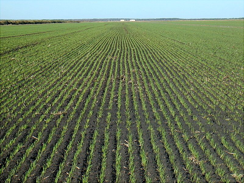 File:Veranotrigo.jpg