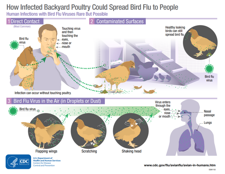 File:Avian influenza.png