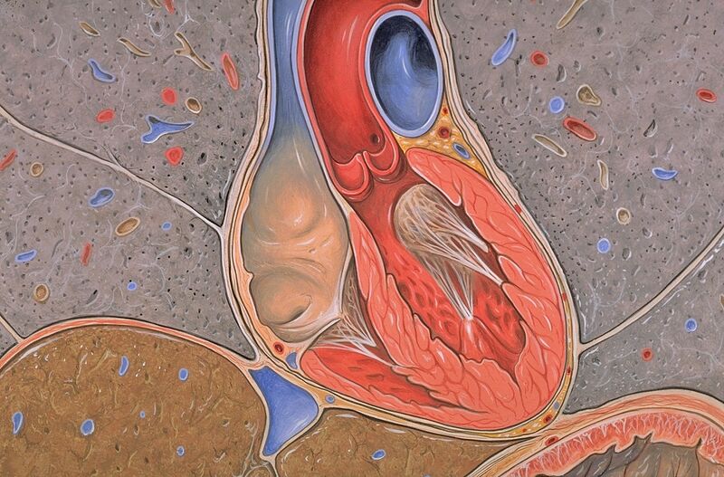 File:Heart coronal xs.jpg