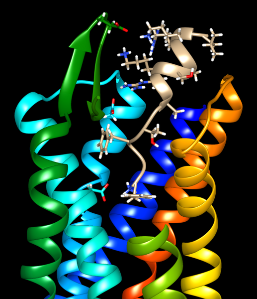 File:8F7X Nociceptin receptor.png