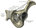 Anatomy of the pubic symphysis