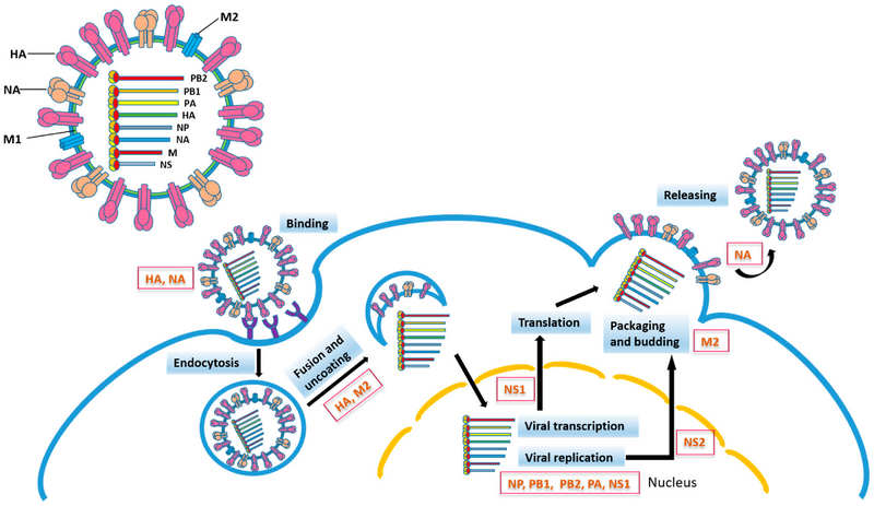 File:Ijms-18-01554-g001.png