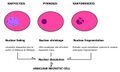 Karyolysis