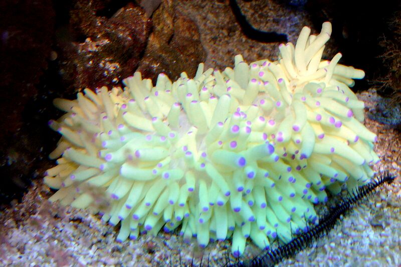 File:Heteractis malu.JPG