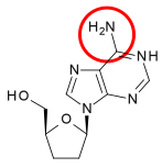 File:Dideoxyadenosine meed hring.svg