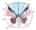 Diagram of the medulla oblongata showing the posterior median sulcus
