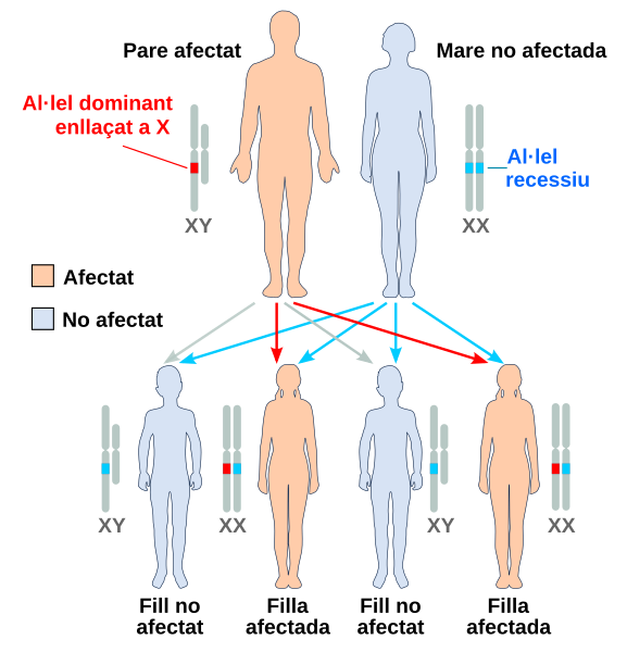 File:X dominant affected father-ca.svg