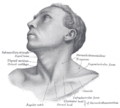 Submandibular gland and surrounding structures