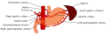 Diagram showing the blood supply to the stomach, including the left gastric artery.
