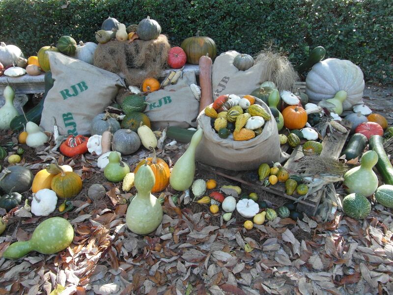 File:2016-11-10 Cucurbits (Cucurbitaceae) Madrid Botanico.jpg