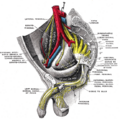 Obturator nerve