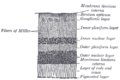 Retina