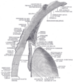 Gray's Anatomy Figure 883