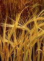 Hordeum barley