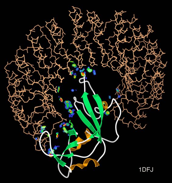 File:1dfj RNAseInhibitor-RNAse complex.jpg