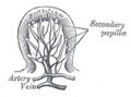 Cross-section of the tongue showing the structure of the lingual papillae.