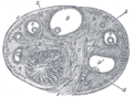 Germinal epithelium (female)