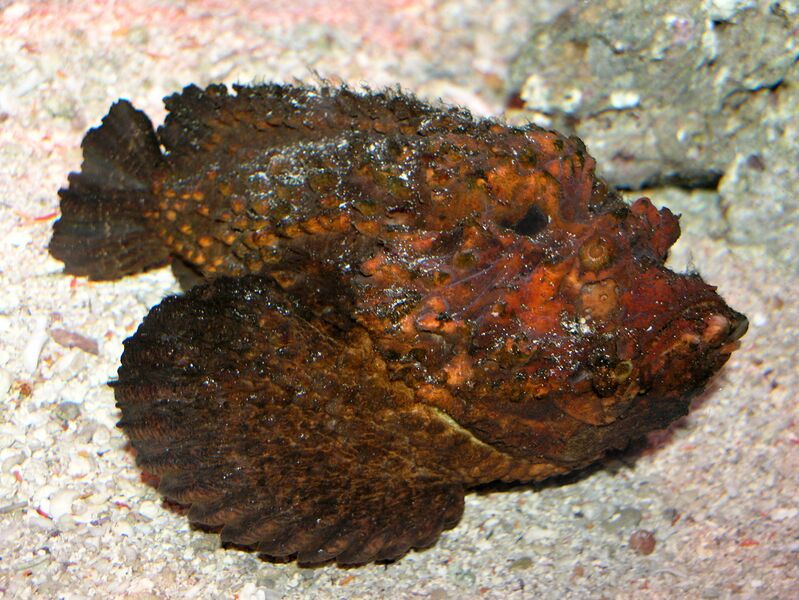 File:Stone Fish at AQWA SMC2006.jpg