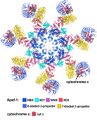 Apoptosome atomic model