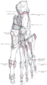 Interphalangeal joints of the foot