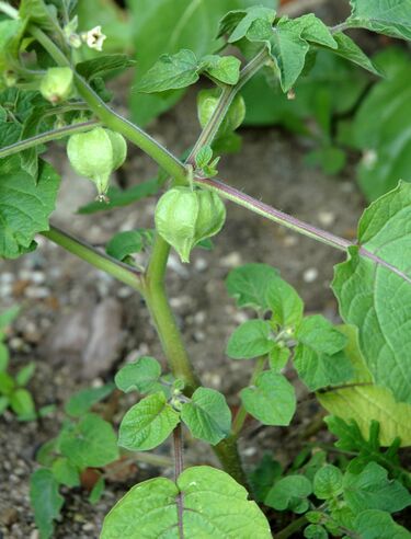 File:Physalis pruinosa habit.jpg