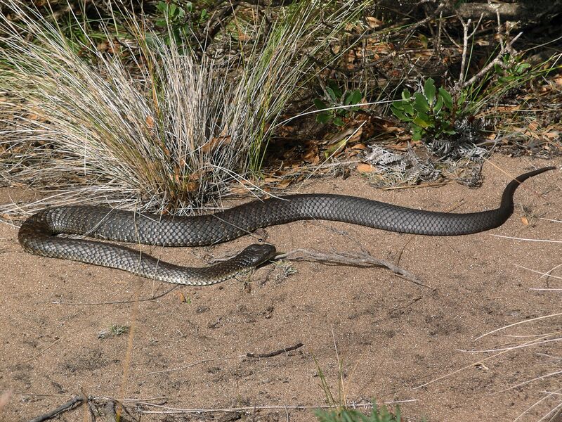 File:20060306 King Island Tiger Snake.jpg