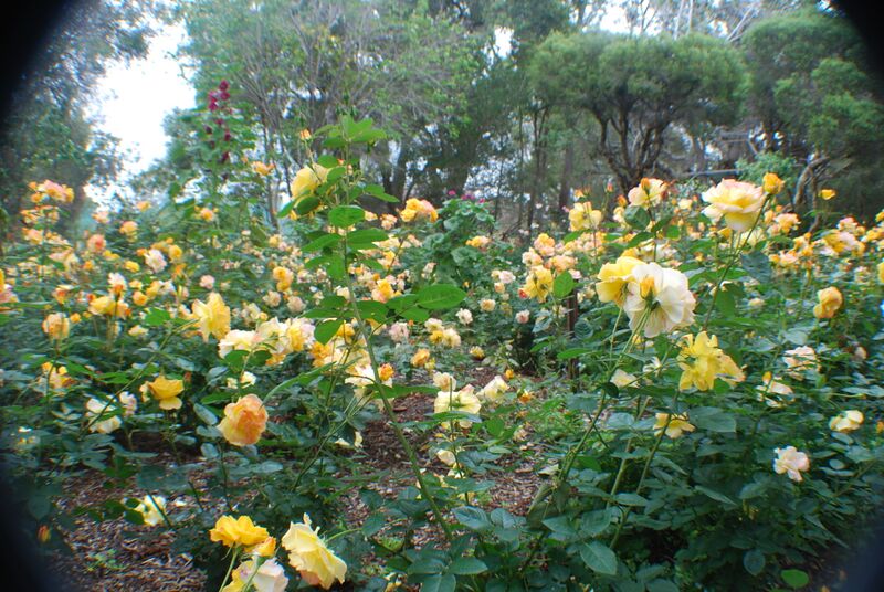 File:Amanda Roses.jpg