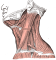 Muscles of the pharynx, viewed from behind, together with the associated vessels and nerves.